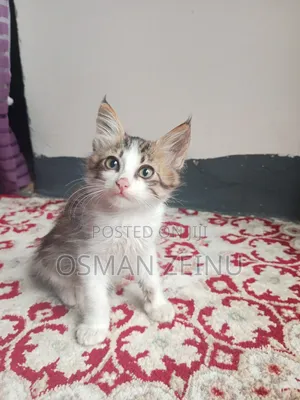 0-1 month Female Mixed Breed Cymric