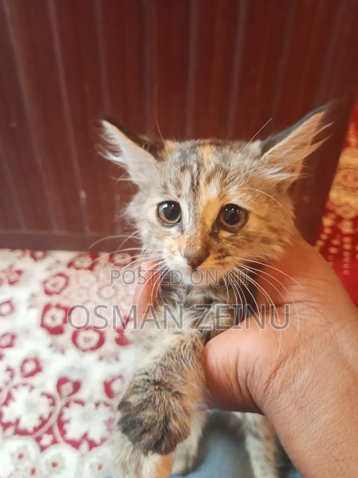 0-1 month Female Mixed Breed Cymric