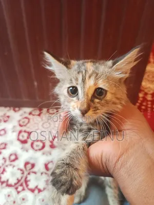 0-1 month Female Mixed Breed Cymric