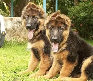 1-3 months Male Purebred German Shepherd