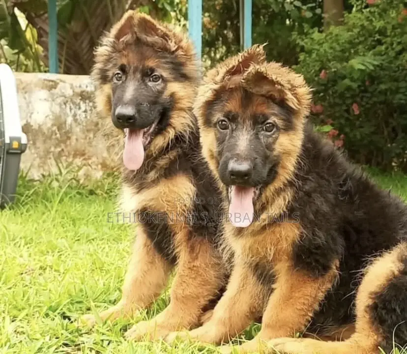 1-3 months Male Purebred German Shepherd