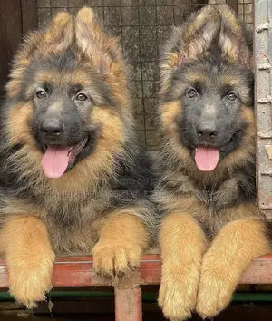 Photo - 1-3 months Male Purebred German Shepherd