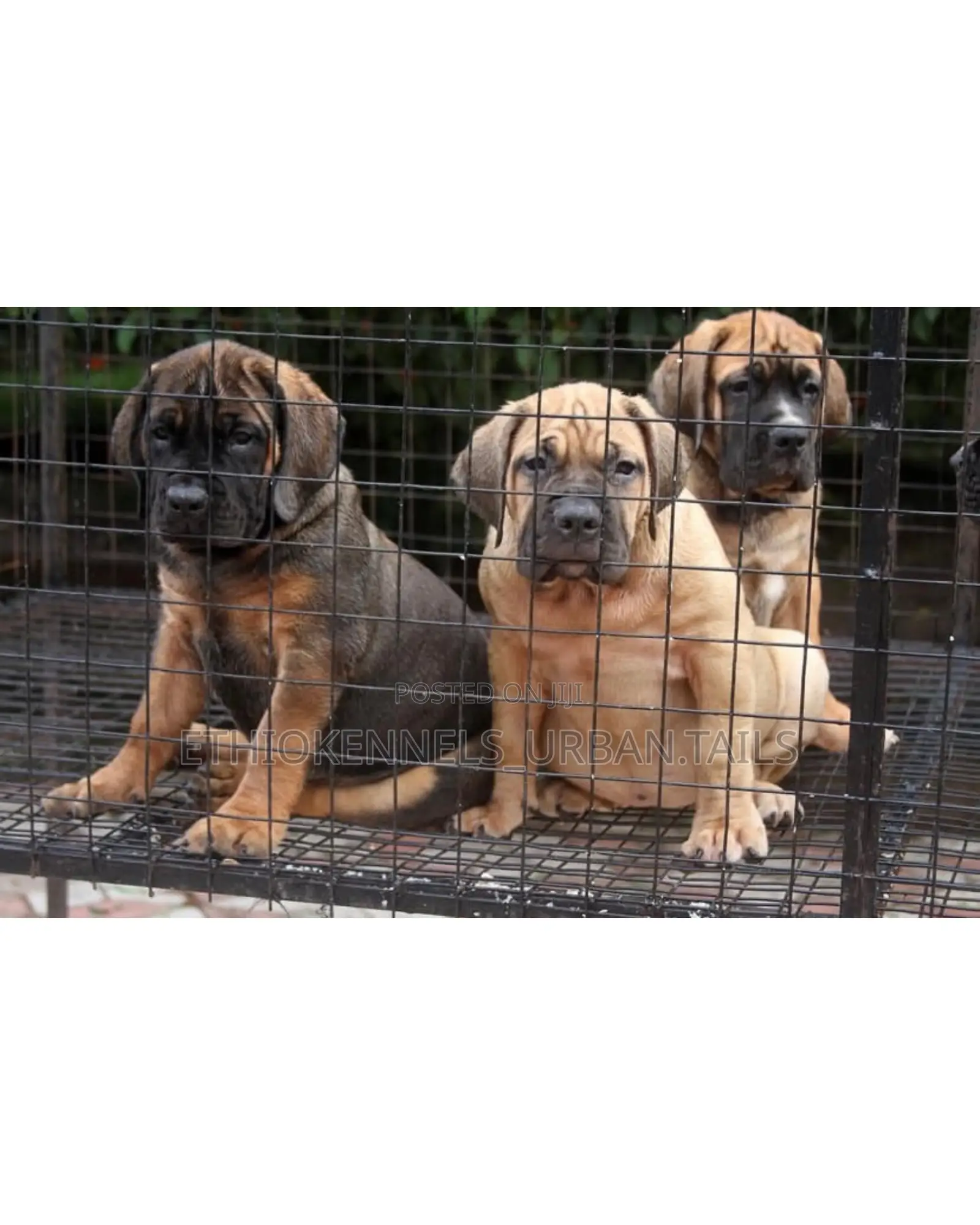 1-3 months Male Purebred Boerboel
