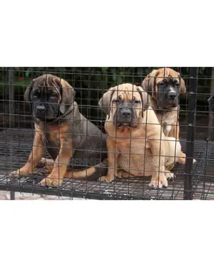 Photo - 1-3 months Male Purebred Boerboel