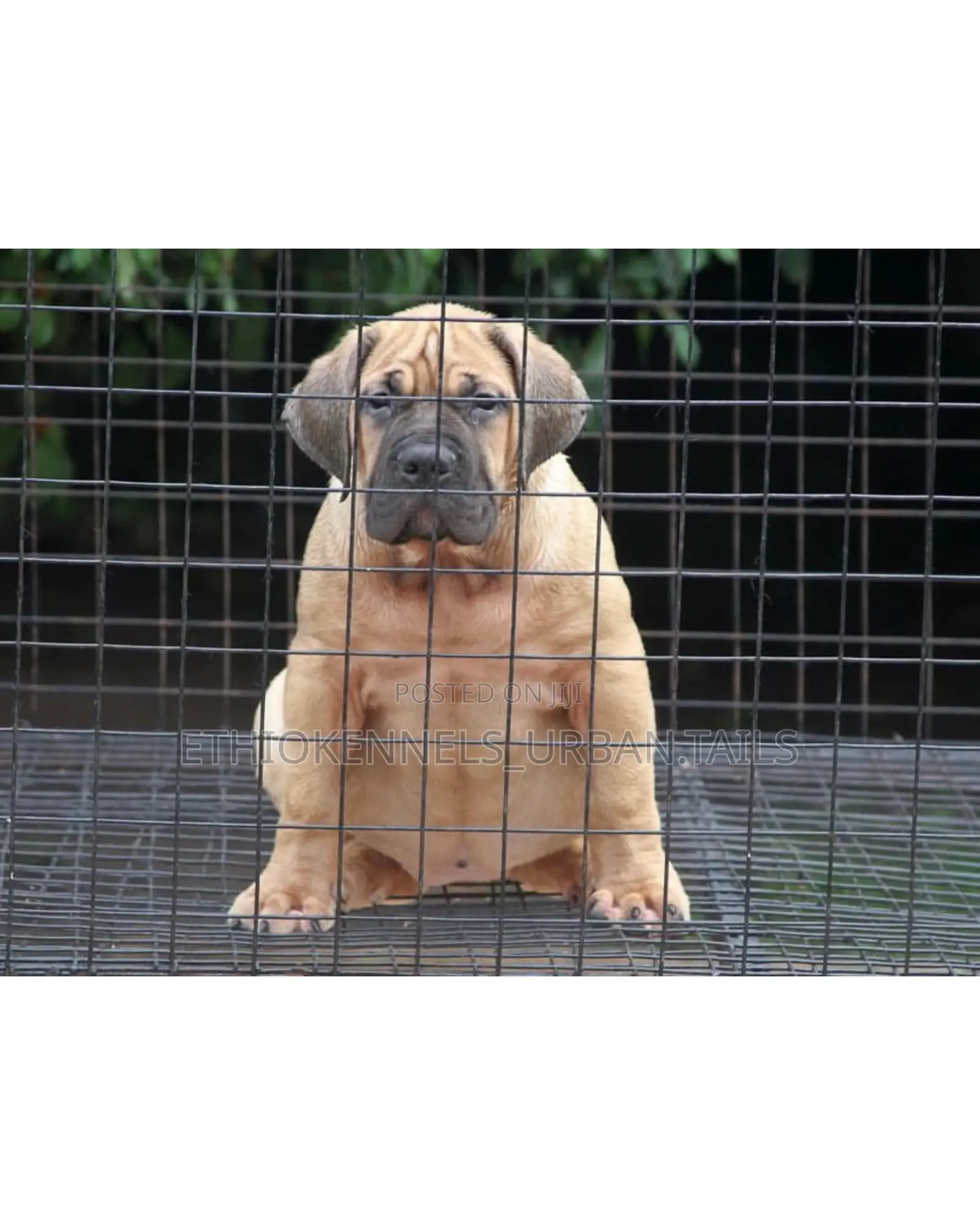 1-3 months Male Purebred Boerboel