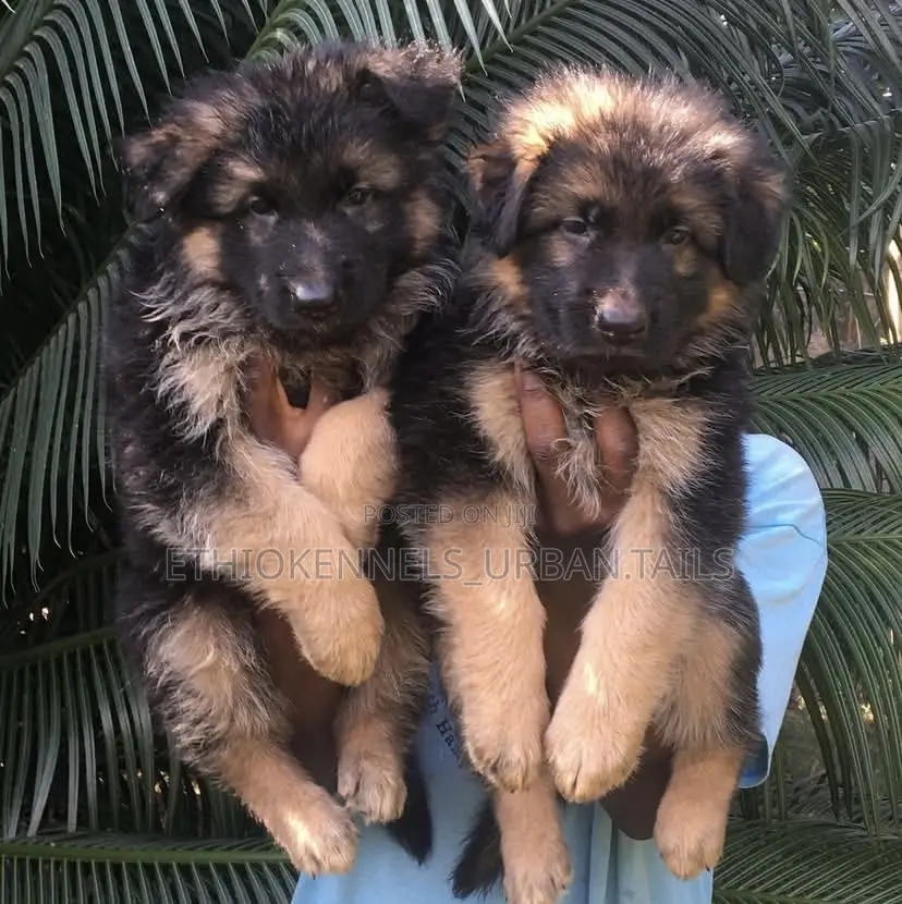 1-3 months Male Purebred German Shepherd