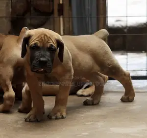 Photo - 1-3 months Male Purebred Boerboel