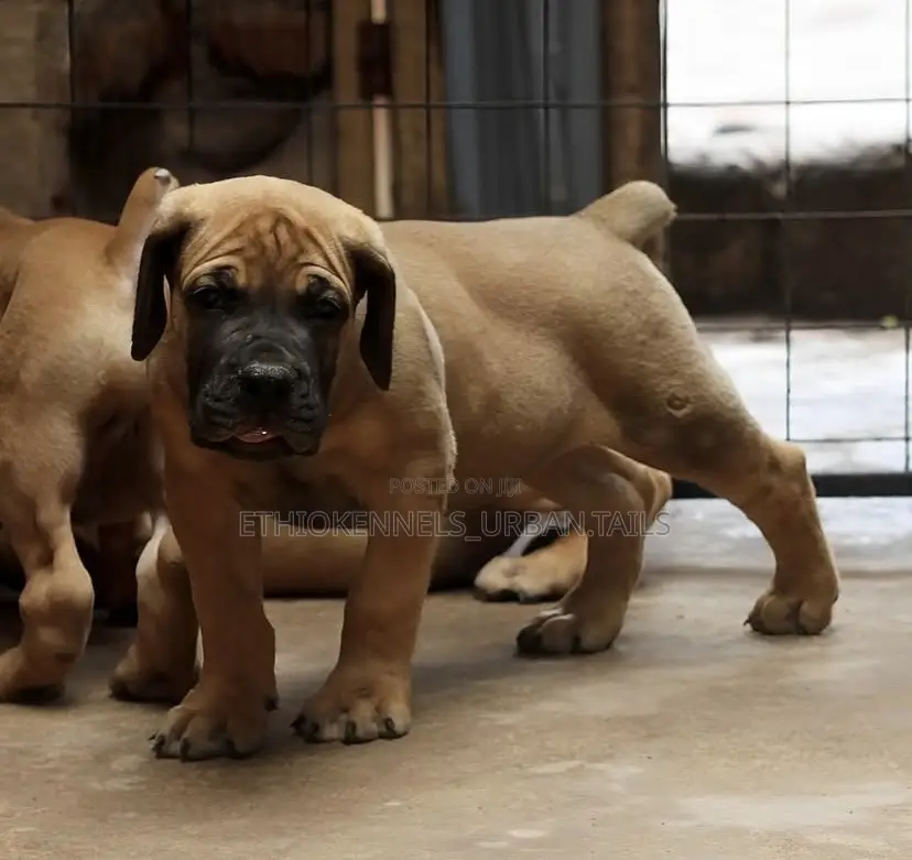 1-3 months Male Purebred Boerboel