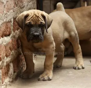1-3 months Male Purebred Boerboel