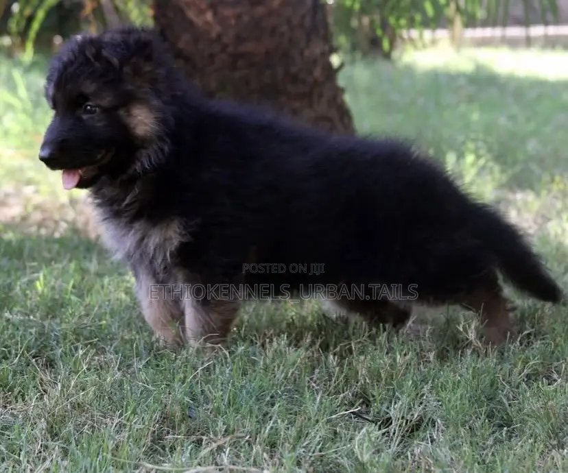 1-3 months Female Purebred German Shepherd