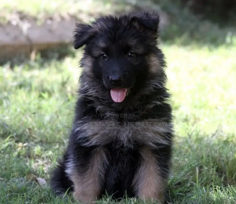 1-3 months Female Purebred German Shepherd
