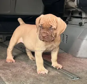 Photo - 1-3 months Female Purebred Bullmastiff