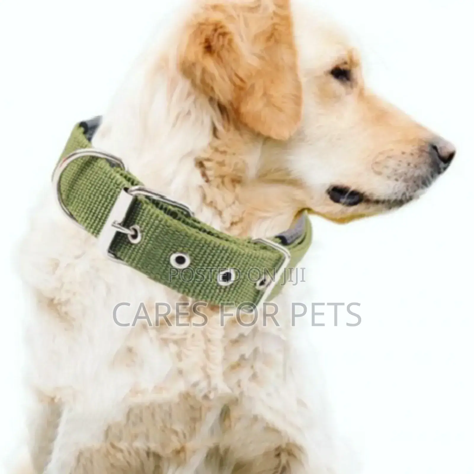 Durable Metal Belt Buckled Collar / የውሻ ኮላር