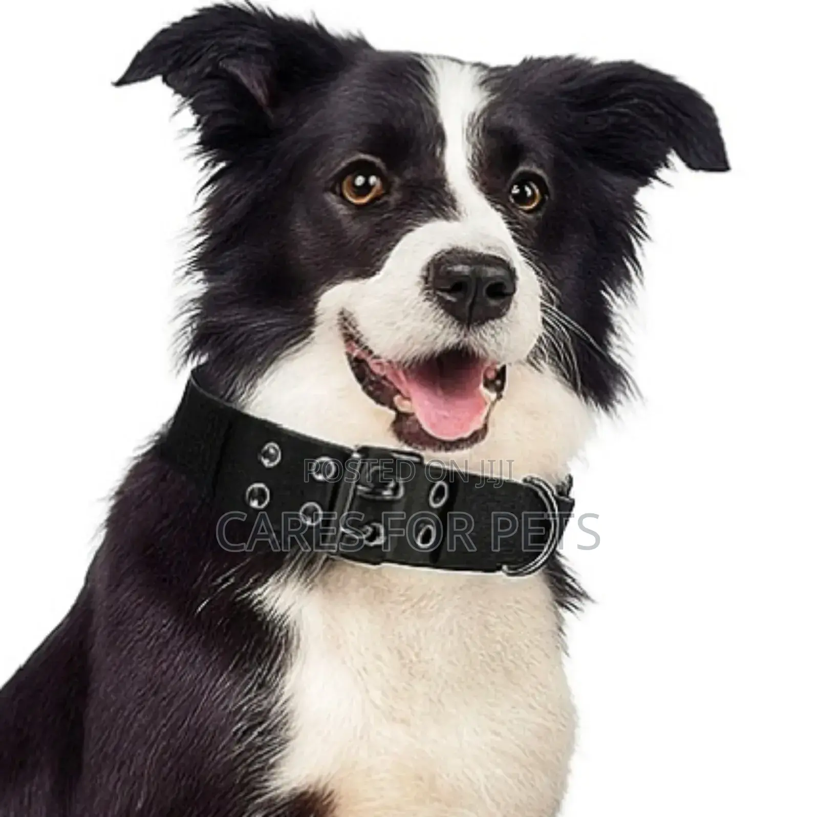 Dog Collar/ የውሻ ኮላር