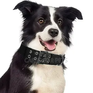 Photo - Dog Collar/ የውሻ ኮላር