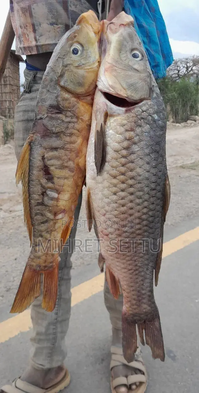 Fleto ,Telapia ,Anbaza