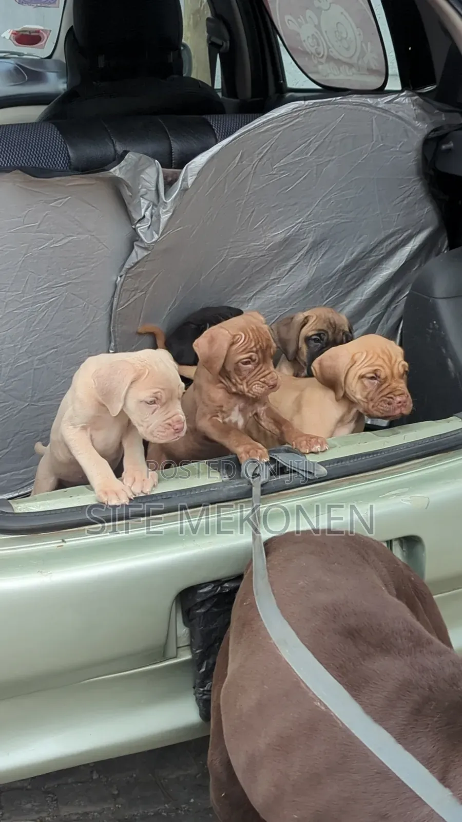 1-3 months Male Purebred Bullmastiff