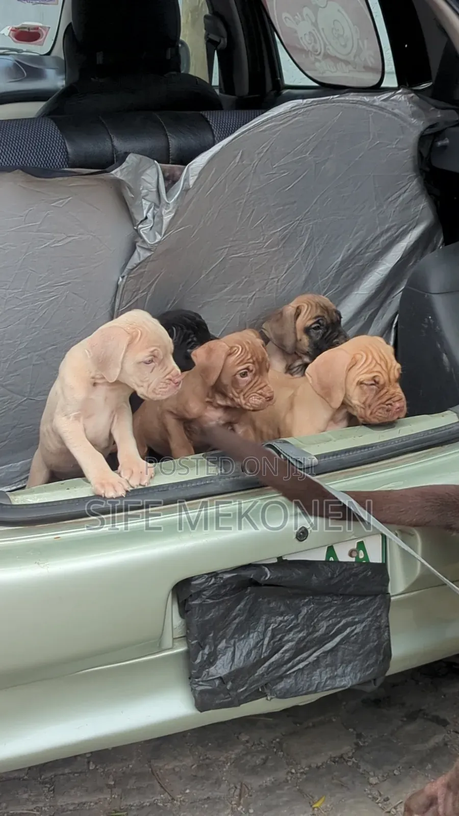 1-3 months Male Purebred Bullmastiff