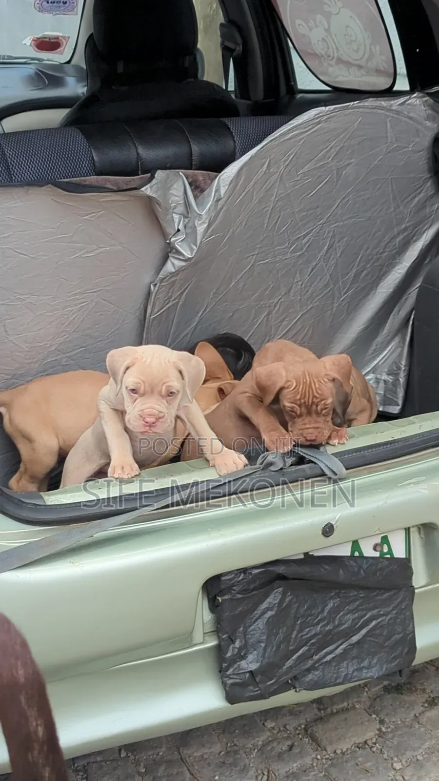 1-3 months Male Purebred Bullmastiff