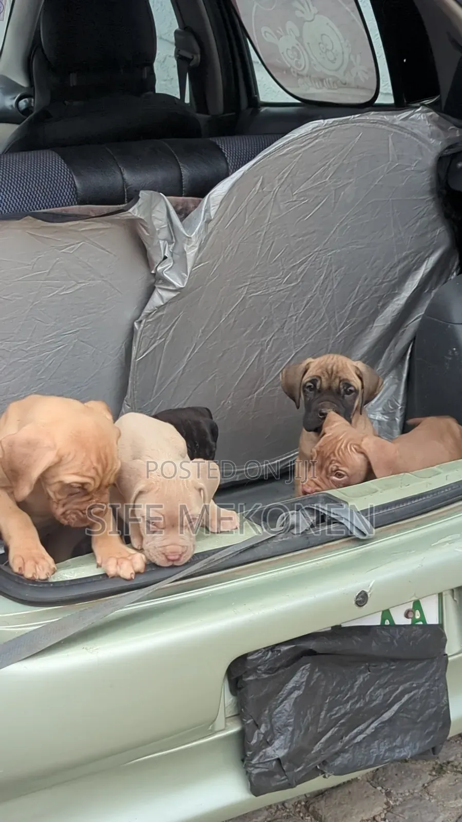 1-3 months Male Purebred Bullmastiff