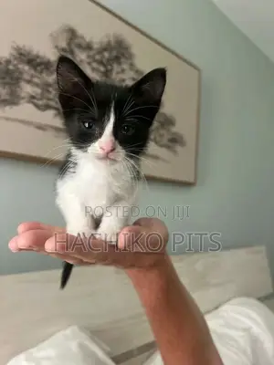 Photo - 1-3 months Male Purebred Abyssinian