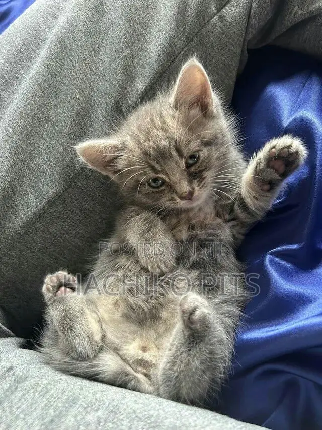 1-3 months Male Purebred American Shorthair