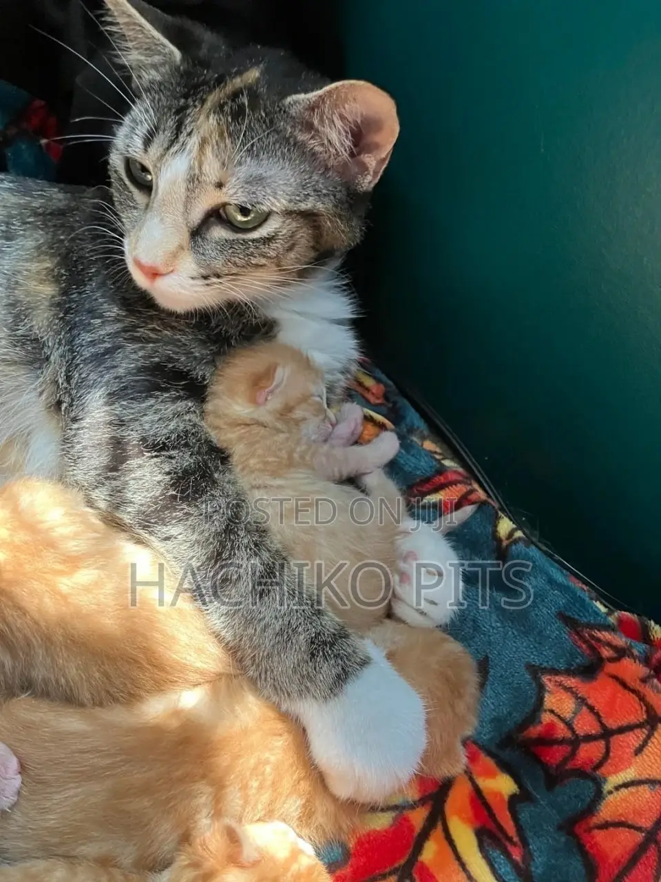 1-3 months Male Purebred Bombay