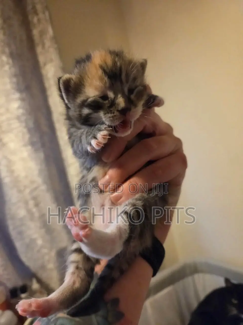 1-3 months Female Purebred Birman