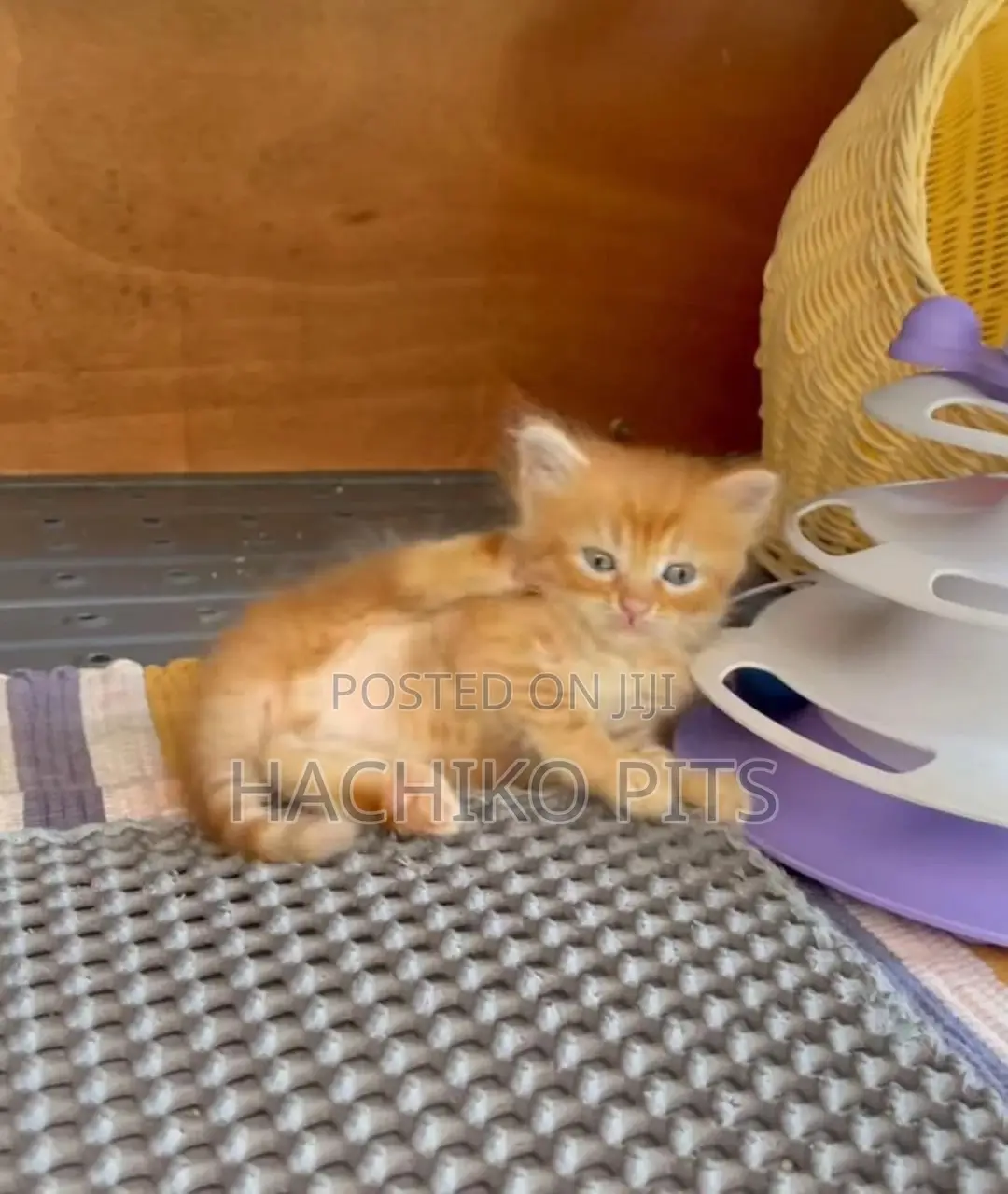 1-3 months Male Purebred American Curl