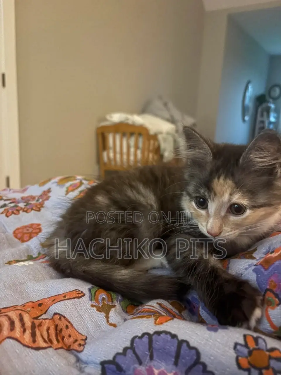 1-3 months Male Purebred Chinese Li Hua