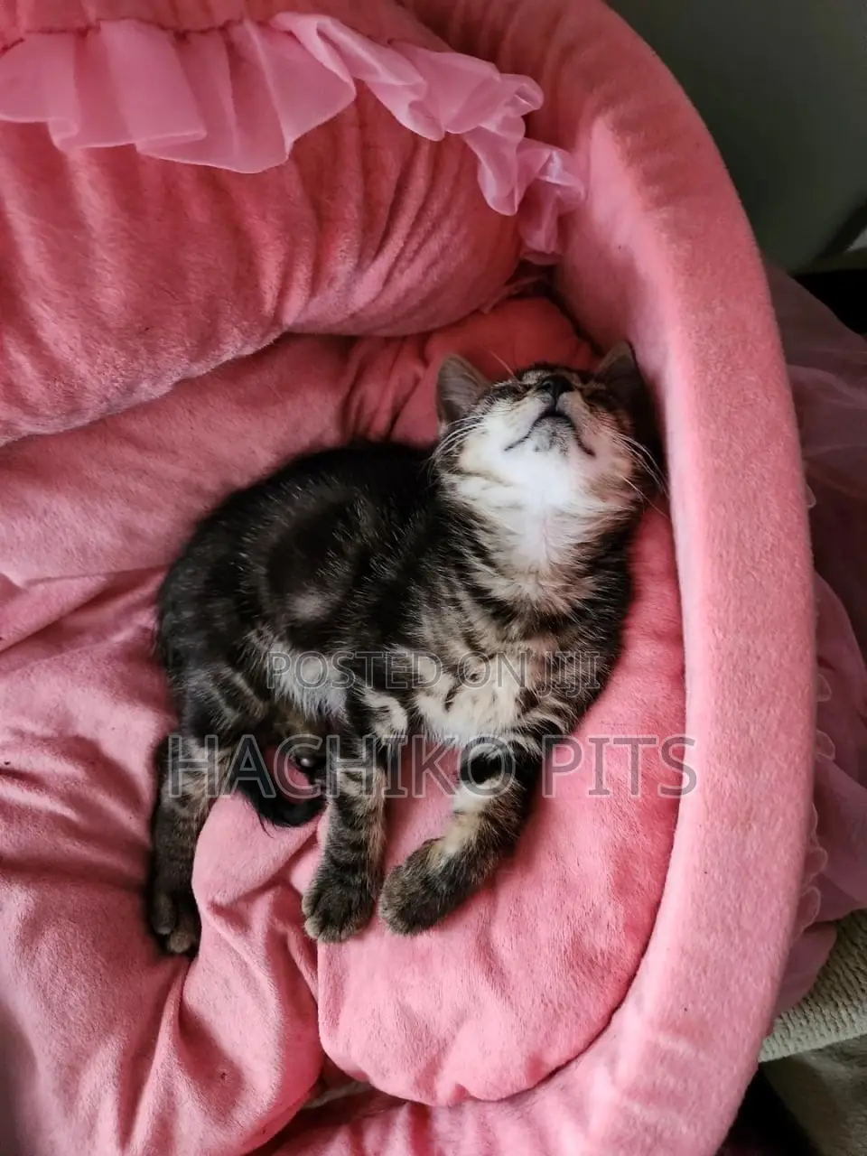 1-3 months Male Purebred American Curl