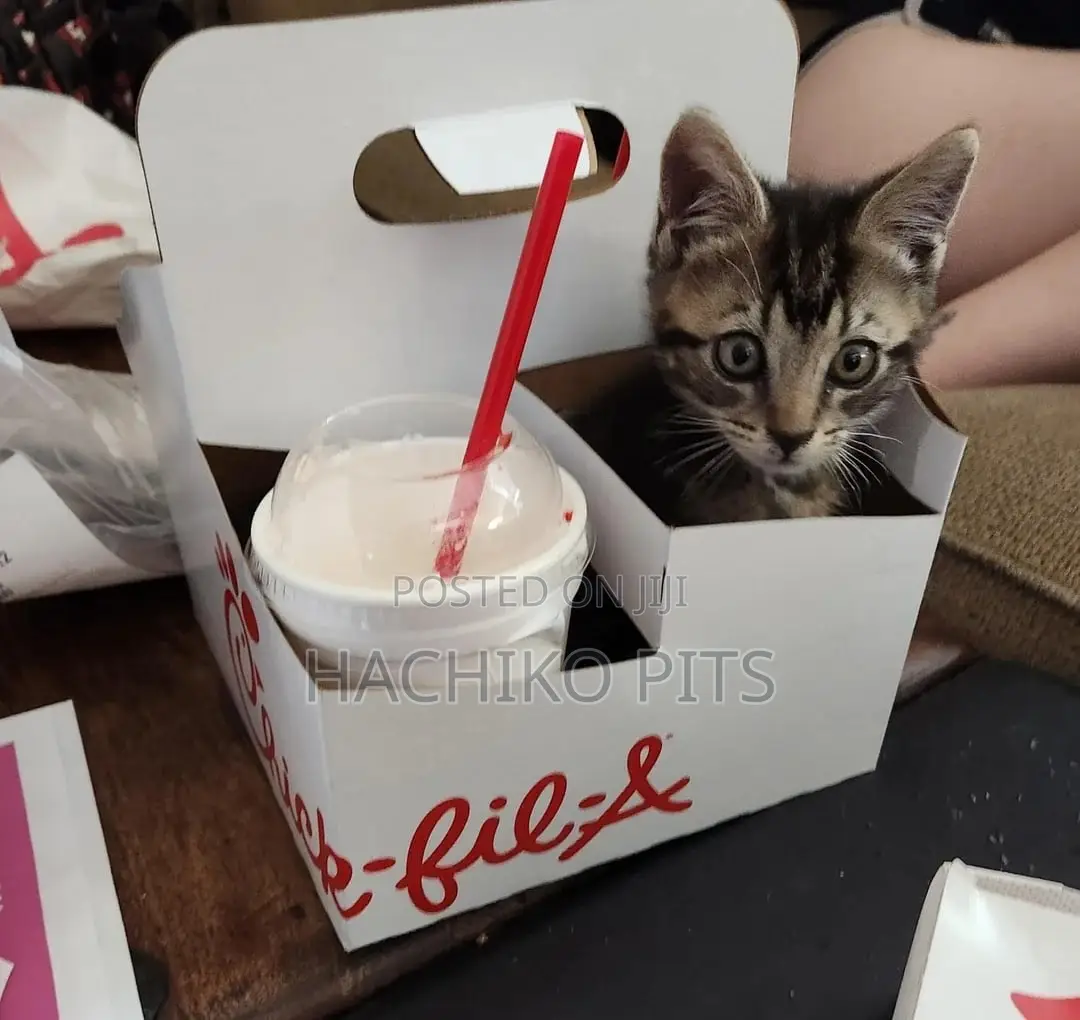 1-3 months Male Purebred Burmese