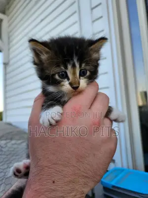 Photo - 1-3 months Male Purebred Burmese