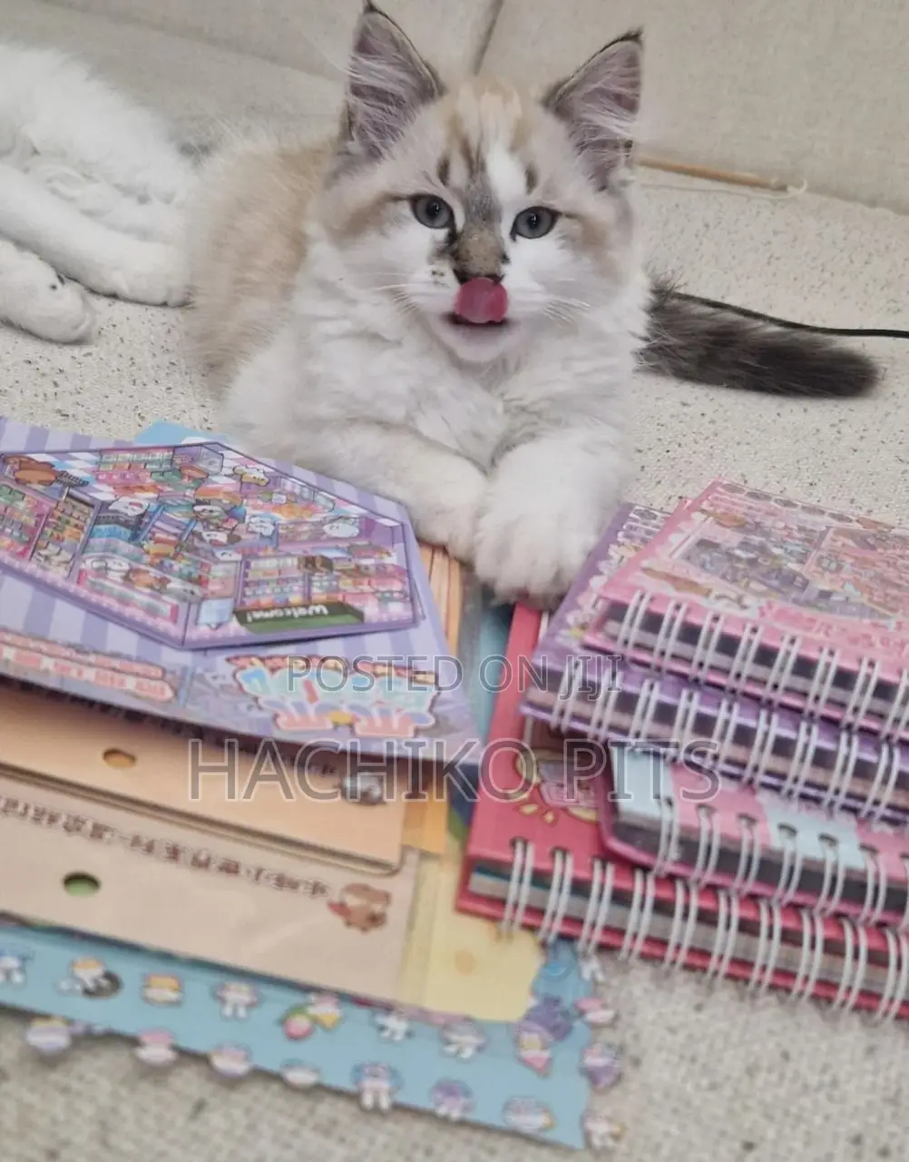 1-3 months Male Purebred American Bobtail