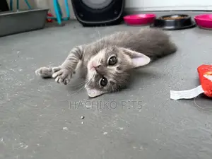 Photo - 1-3 months Male Purebred Birman