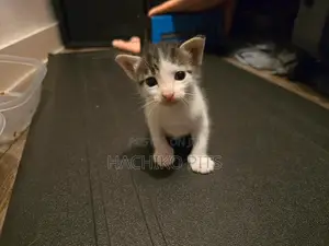 Photo - 1-3 months Male Purebred American Wirehair