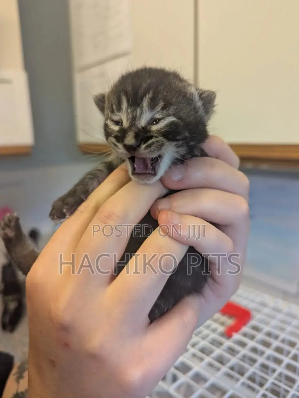 1-3 months Male Purebred Abyssinian