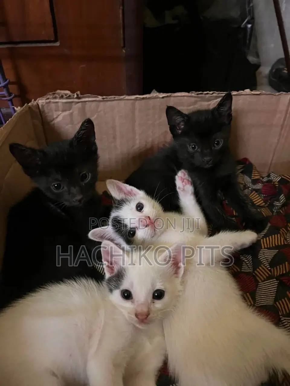 1-3 months Female Purebred Abyssinian