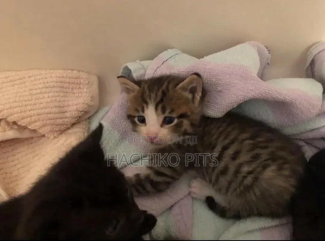 1-3 months Male Purebred American Bobtail