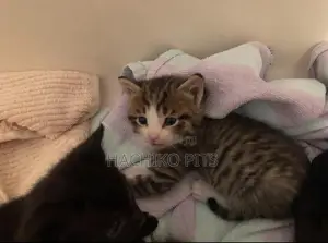 Photo - 1-3 months Male Purebred American Bobtail