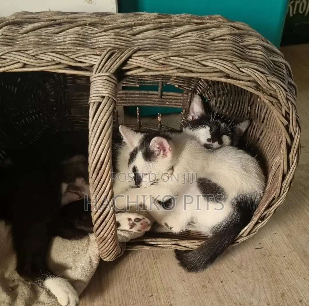 1-3 months Male Purebred American Bobtail