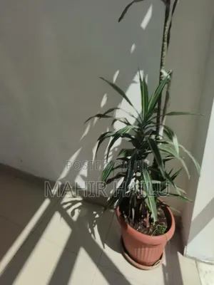 1bdrm Apartment in Real, Bole for rent