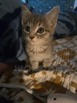 Photo - 1-3 months Male Purebred Abyssinian