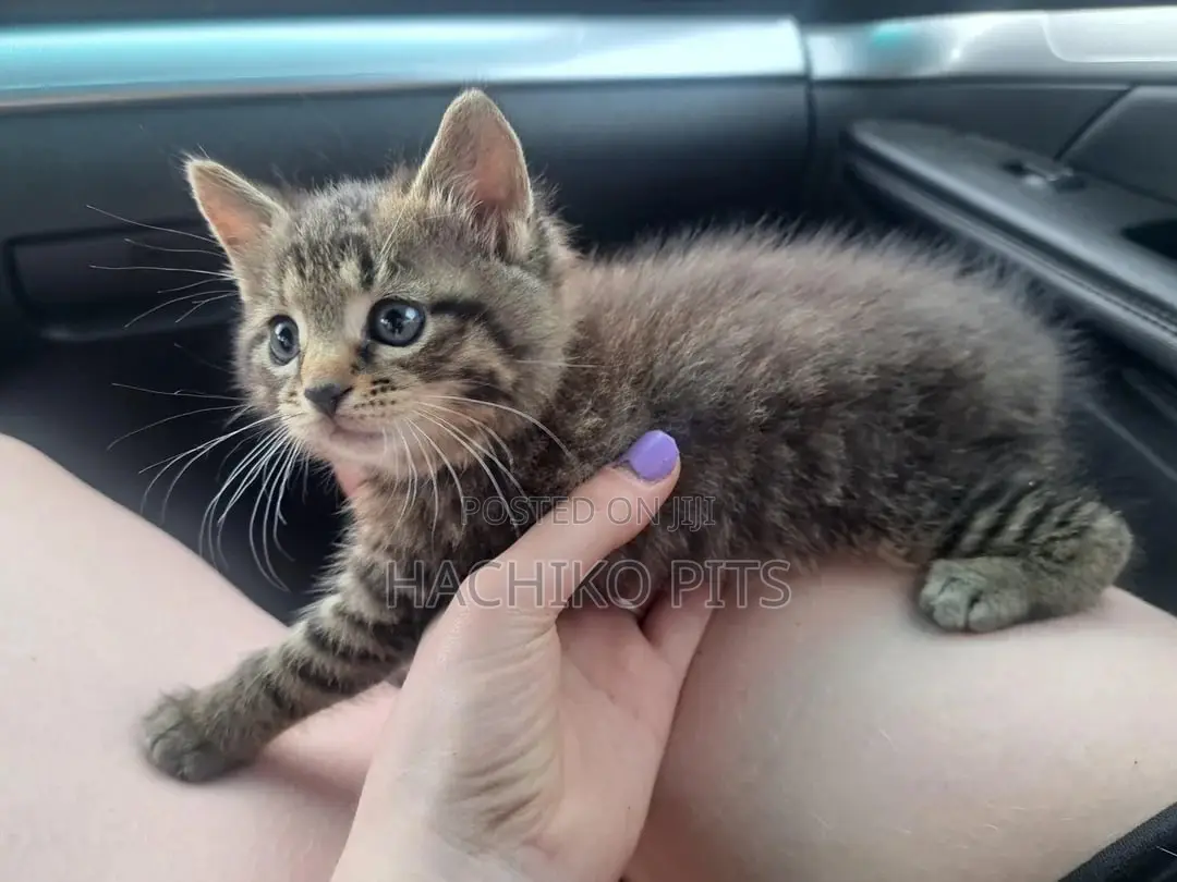 1-3 months Female Purebred Abyssinian