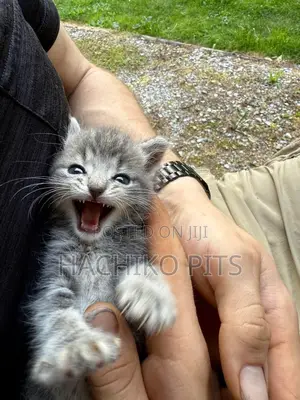 Photo - 1-3 months Male Purebred Exotic