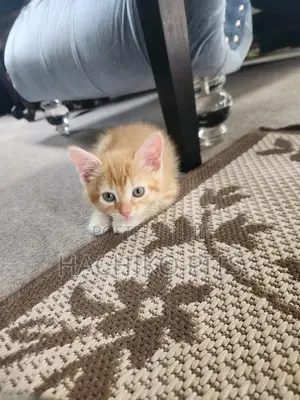 Photo - 1-3 months Male Purebred American Shorthair