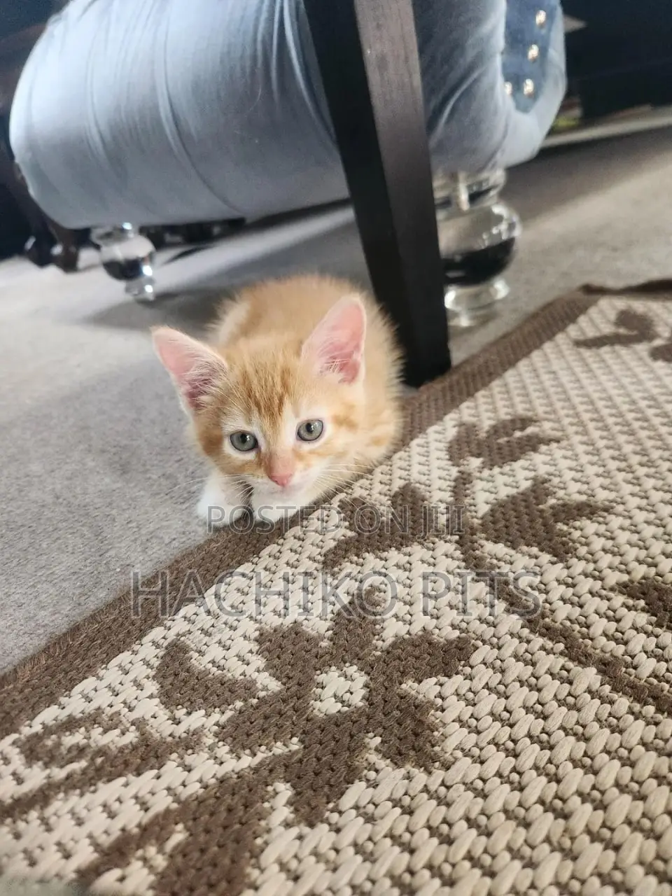 1-3 months Male Purebred American Shorthair