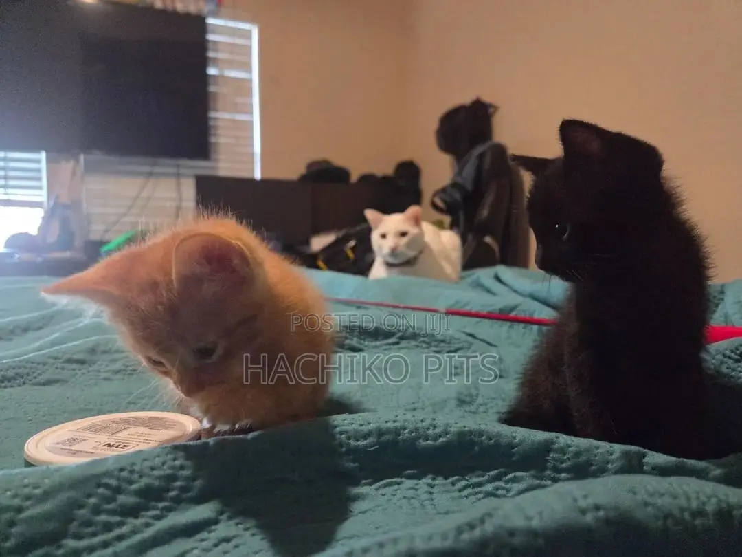 1-3 months Male Purebred American Bobtail