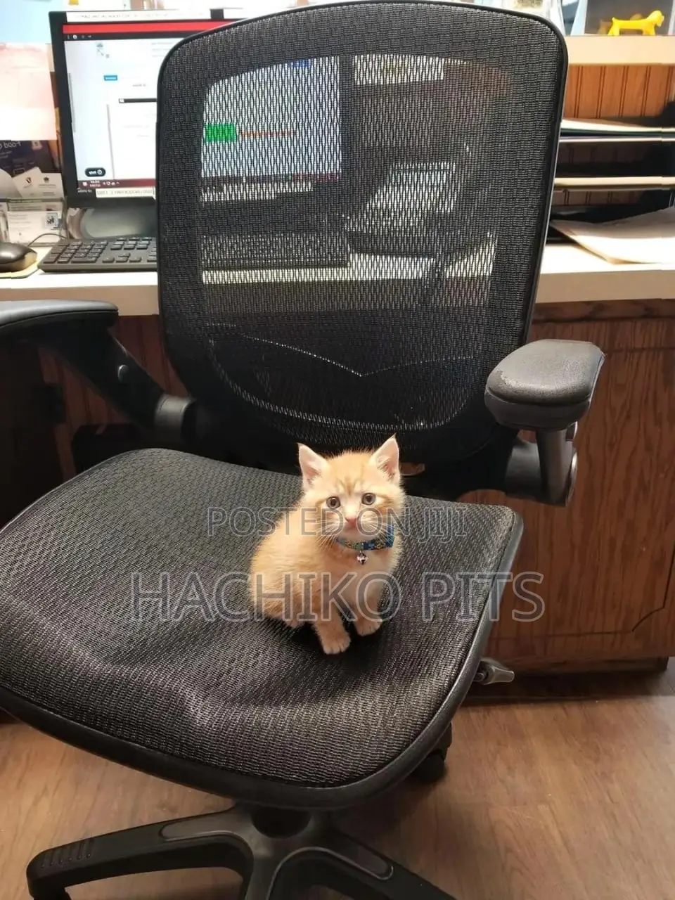 1-3 months Male Purebred American Curl