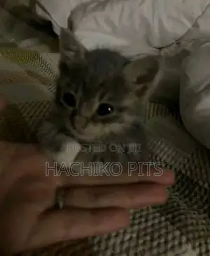 Photo - 1-3 months Female Purebred Abyssinian